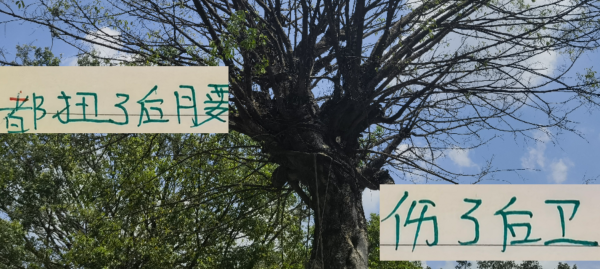 齐扭腰伤了“卫” 北京国安靠柏杨硬来了波4连胜 司机错信阿马杜