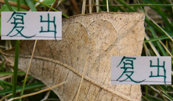 申花米神皆伤愈复出 北京国安欧冠红星队长 还剩4场比赛能打吗